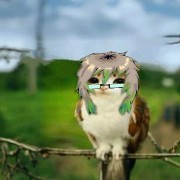 Oswaldo