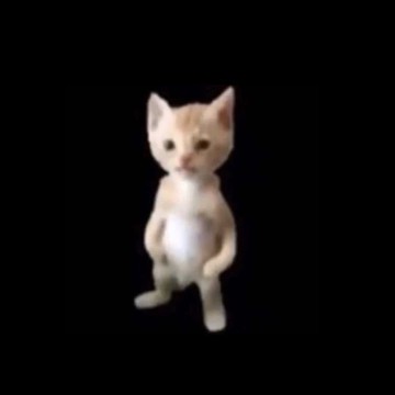elgatooo