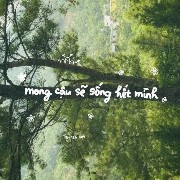 lyly Copy