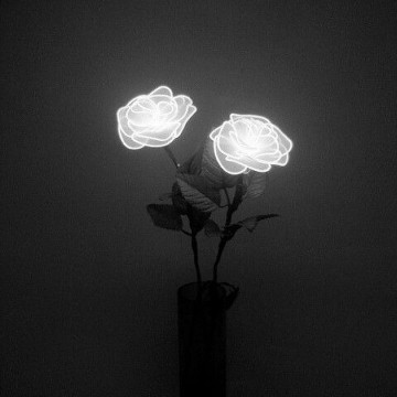 glow rose Copy