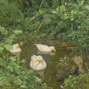 ducks