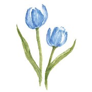 blue flower