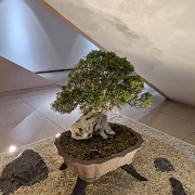 bonsay arbol
