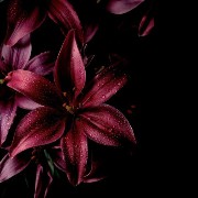 lilies