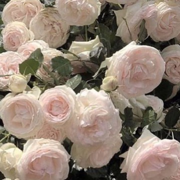 rosess