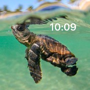 Summer vibes turtle