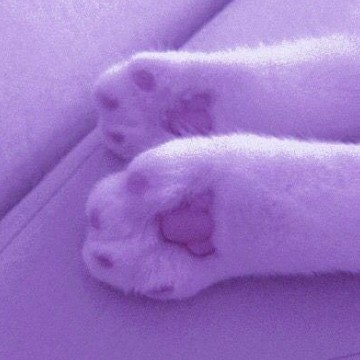 Aesthetic Cat Purple