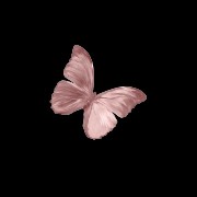 pink butterfly 
