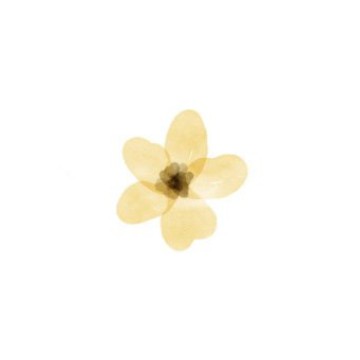 Yellow flowers 