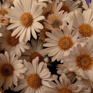 yellow_1