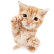 cat1