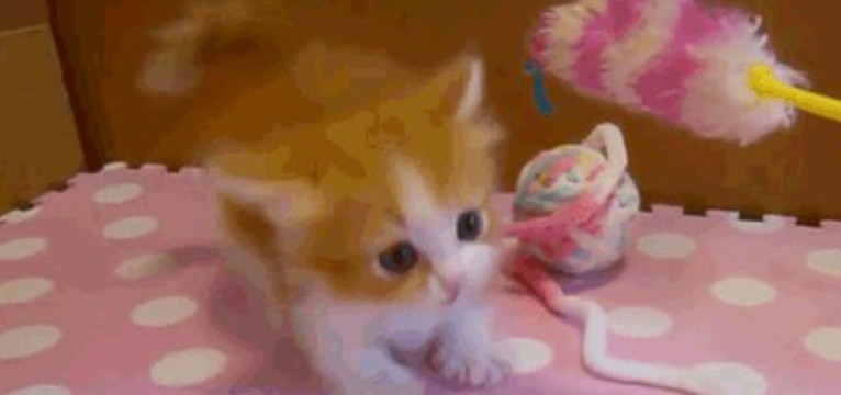 kitty