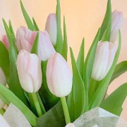 cute pink tulips