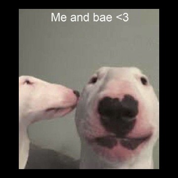 dogs