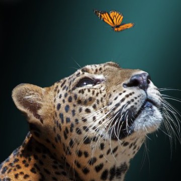 Leopardo