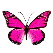 Butterfly pink