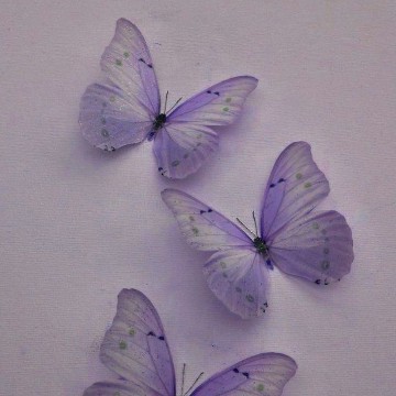 Butterflies