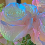 rainbow flowers
