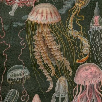 medusen