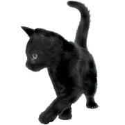 cat2 yayay
