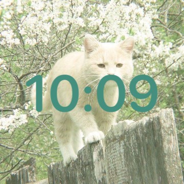 cat time