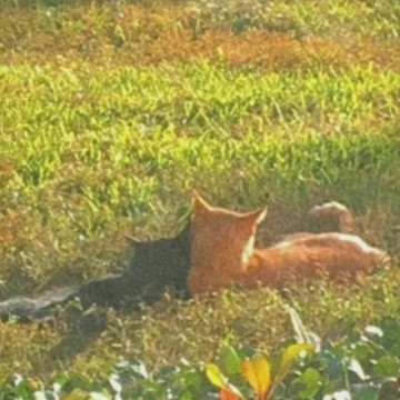 cats