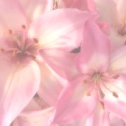 lilies