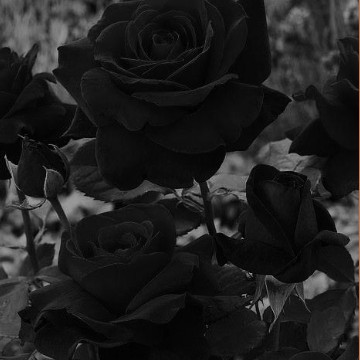 Black roses background Copy