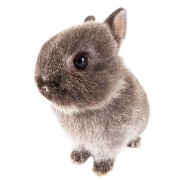 bunny widget