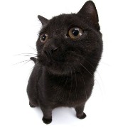 cat3