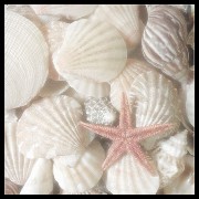 shells