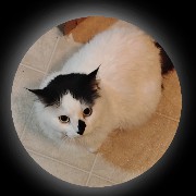 kitty w