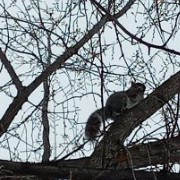 squirrel