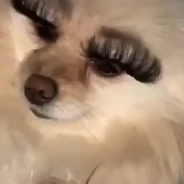 animal doggy