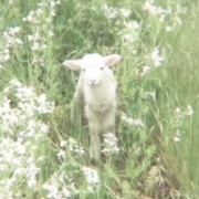 Green icon//lamb
