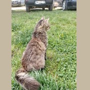 kitty by khal