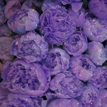 purple peonies 