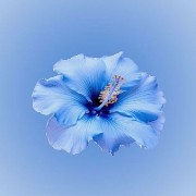 bleu