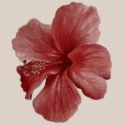 red flower