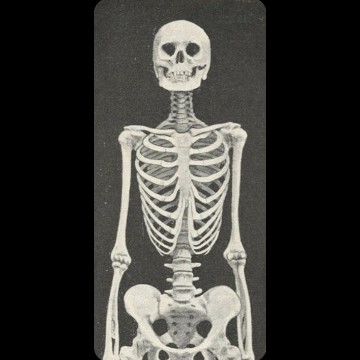 skeleton