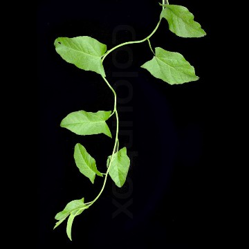 leaves 1