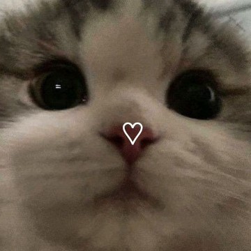 Cute Cat 