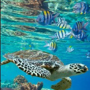 Beautiful Ocean