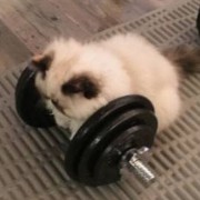 cat lifting