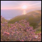 Aesthetic garden of flowers 