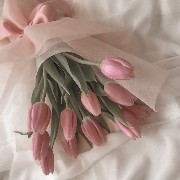 tulip