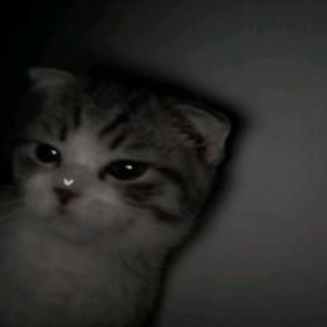 kitty
