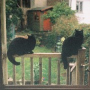 cats