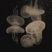 jellyfish
