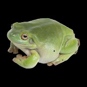 frog
